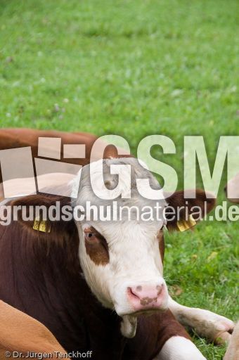 Hausrind (143 von 174).jpg